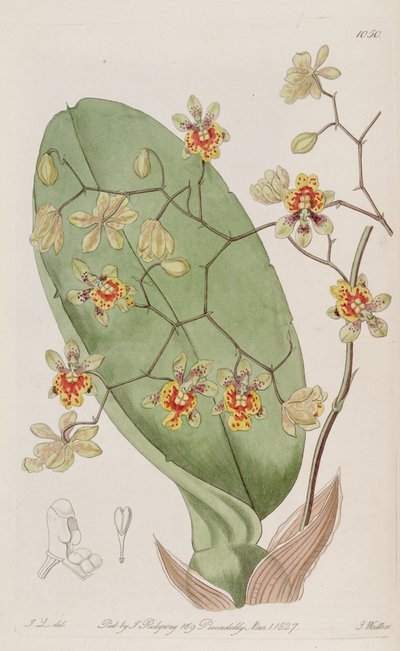 Ilustración de Oncidium divaricatum de J. L. del.